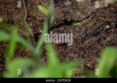 La couleuvre d'eau à large bande (Nerodia fasciata confluens) nageant à travers le marais Banque D'Images