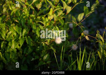 Gros plan d'un buttonbush (Cephalanthus occidentalis) dans une grande usine Banque D'Images