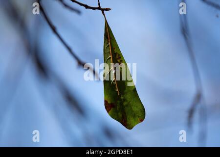 Feuilles de chêne d'eau malade (Quercus nigra) accrochées à un arbre Banque D'Images