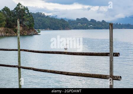 Mouette solitaire perchée sur des bâtons pour sécher des filets de pêche Banque D'Images