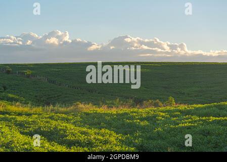 Soirée sur la zone de la ferme de soja au Brésil. Paysage rural et coucher de soleil. Ciel spectaculaire. Plantation de soja dans les champs de l'État de Rio Grande do Sul. Co Banque D'Images