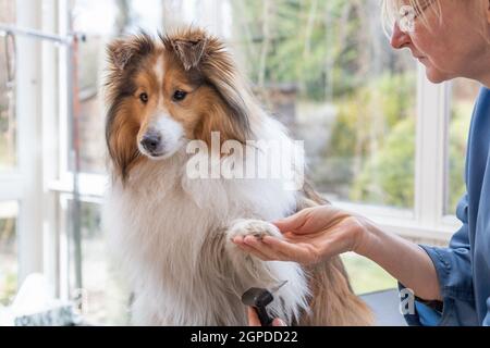 Taille du chien de la Sheltie. Le rasoir professionnel tient la patte relevée d'un chien. Banque D'Images