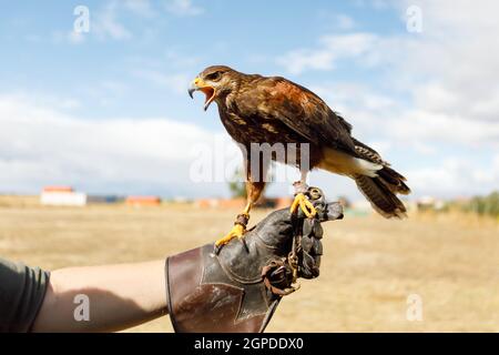 Grand aigle perché sur la main de l'homme. Banque D'Images