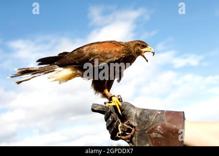 Grand aigle perché sur la main de l'homme. Banque D'Images