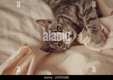 Gros plan de chat rayé gris tabby mignon avec les yeux bruns se détend sur un fond de lit beige dans un lit à la maison.Animaux domestiques Banque D'Images