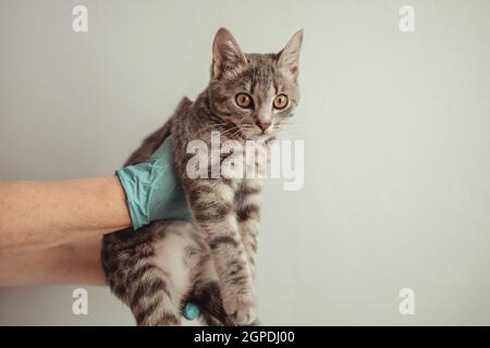 Mignon petit chaton dans les mains de médecin vétérinaire sur fond gris.Place pour votre texte Banque D'Images