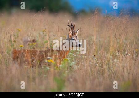 Cerf de Virginie, caponolus caponolus, marche dans la haute herbe en été nature. Roebuck traversant un terrain sec en été. Mammifère sans bois regardant dans le méa Banque D'Images