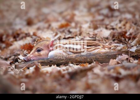 Petit sanglier, sus scrofa, se cachant sur terre en nature printanière. Petit porcelet couché sur les feuilles à l'aide de mimiricry. Bébé animal à rayures camouflage dans des forts Banque D'Images