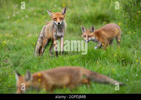 Petit renard roux, vulpes vulpes, avec mère jouant sur la glade de fleur. Mammifère orange adulte avec des petits se déplaçant sur la prairie en été. Plusieurs animaux à l'œil Banque D'Images