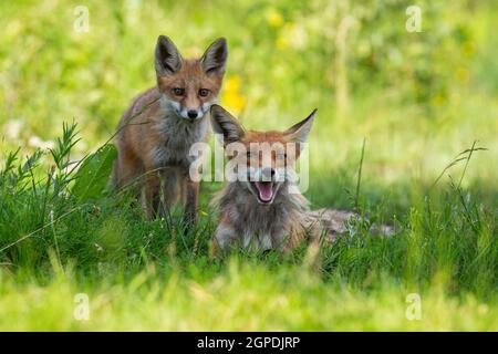 Deux renards rouges, des vulpes vulpes, reposant sur un pré vert dans la nature estivale. Mère prédateur orange avec un cub allongé dans l'herbe. Famille de mammifères sauvages lacet Banque D'Images