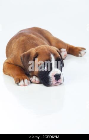 Adorable chiot gisant sur le plancher isolé sur fond blanc Banque D'Images