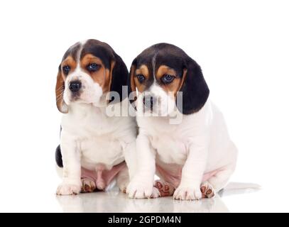 Deux magnifiques chiots beagle isolé sur fond blanc Banque D'Images