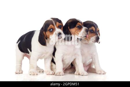 Trois magnifiques chiots beagle isolé sur fond blanc Banque D'Images