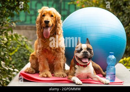 cute cocker spaniel et boston terrier prêt pour la leçon de pilates, la photographie de concept de forme physique, la photographie humoristique, les chiens comme les gens Banque D'Images