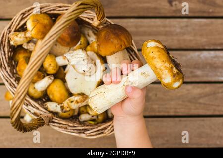 Une main de tout-petit touchant un panier de champignons fraîchement cueillis Banque D'Images