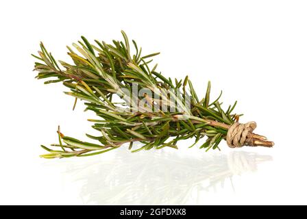 Rosemary branch isolé sur fond blanc Banque D'Images