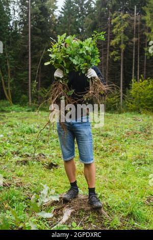 le concept de plantation d'arbres. jeune homme prend des chênes en main prêts à planter dans la forêt Banque D'Images