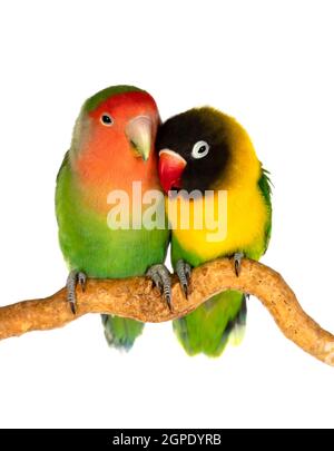 Couple d'oiseaux de rivage agapornis-fischeri isolés sur blanc Banque D'Images