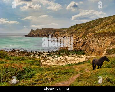 Poney sauvage à la plage isolée et préservée de Nanjizal. La plage n'est accessible que par une randonnée côtière de 3 km au sommet d'une falaise depuis Lands End. Banque D'Images