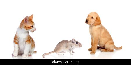 Trois différents animaux isolé sur fond blanc Banque D'Images
