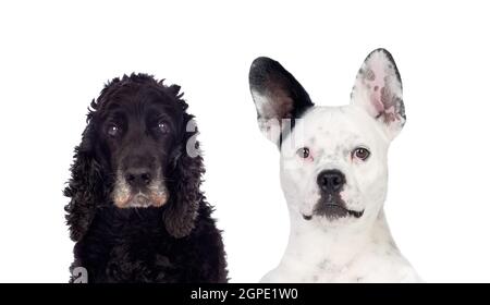 Chiens noir et blanc portrait isolé sur fond blanc Banque D'Images