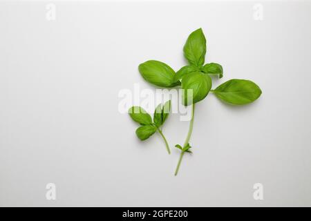 Vue de dessus des feuilles de basilic d'herbes fraîches vertes isolées sur fond blanc.Vue de dessus nourriture biologique fraîche avec espace copie Banque D'Images