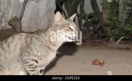 Gros plan d'Un chat gris tabby furieusement montrant des dents et murmurant furfurieusement . Les chats gris synchrones très en colère ont l'air furieusement ronflant leur fourrure. Amusant Banque D'Images