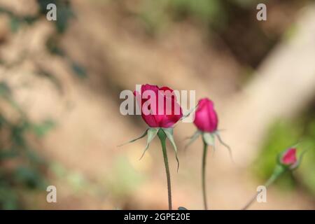 Gros plan d'une variété hybride thaïlandaise fraîche biologique rose indigène rouge dans le champ de roses avec le fond défoqué de la nature Banque D'Images