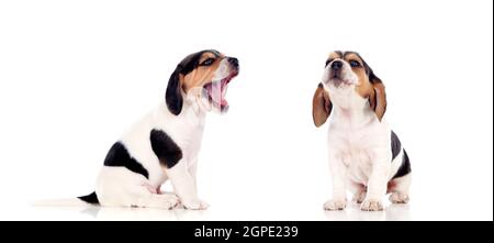 Deux magnifiques chiots beagle isolé sur fond blanc Banque D'Images