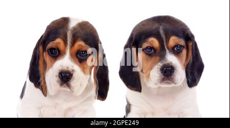 Deux magnifiques chiots beagle isolé sur fond blanc Banque D'Images