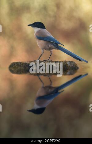 Oiseau à tête noire et queue bleue sur une pierre au milieu du lac. Réflexion parfaite sur l'eau Banque D'Images