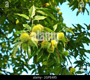 Feuilles de châtaignier sucré, Castanea sativa, et encore fermé, des coupes de fruits pickly. Banque D'Images