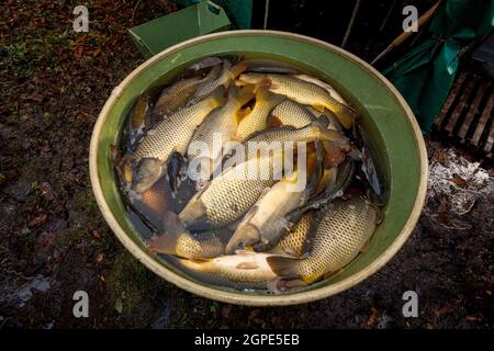 Chasse d'automne de l'étang à carpes de marchés de Noël en République tchèque. En Europe centrale, le poisson est une partie traditionnelle d'un dîner la veille de Noël. Banque D'Images