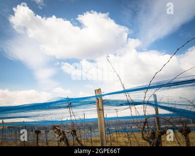 Blue web dans un vignoble d'hiver à Burgenland Banque D'Images