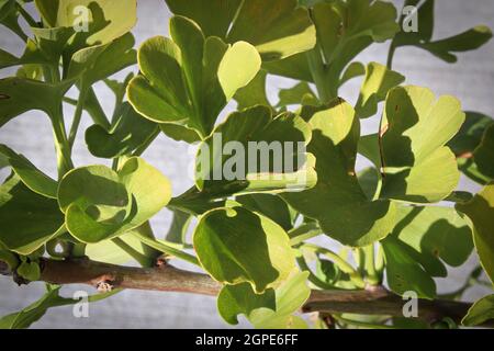 Une banque sur un arbre de ginkgo avec plusieurs feuilles. Banque D'Images