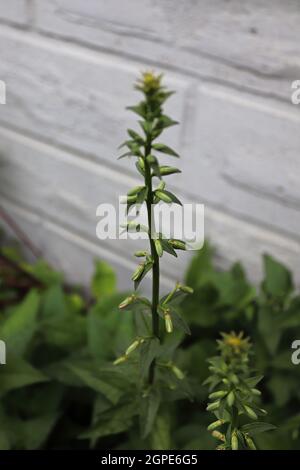 Vertical des tiges de bellflower rampant avec des bourgeons ouverts. Banque D'Images