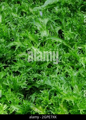 Gros plan de l'endive curly dans le potager (Cichorium endivia var. Crispum), avec des couleurs vert et vert clair Banque D'Images