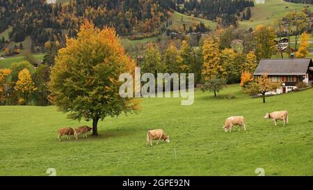 Le pâturage des bovins Simmental et paysage coloré d'automne Banque D'Images