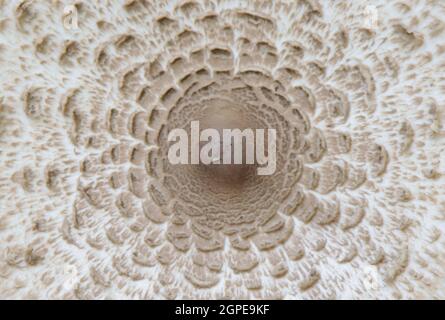 Champignon toxique, tabouret pâle. Vue de dessus. Banque D'Images