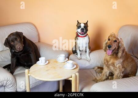 Boston terrier, Labrador et Cocker dans le hall sur les fauteuils boire du thé comme les gens, photo humoristique Banque D'Images
