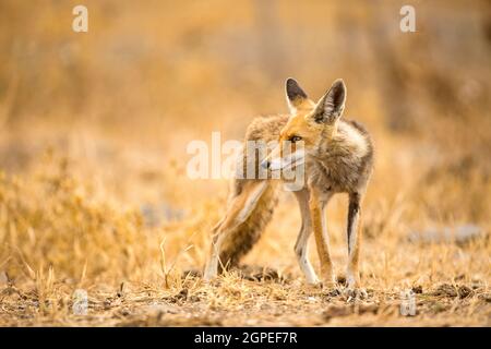 Le renard roux (Vulpes vulpes). Le renard roux est le plus grand des vrais renards, tout en étant le plus géographiquement Carnivora, membre de l'être Banque D'Images