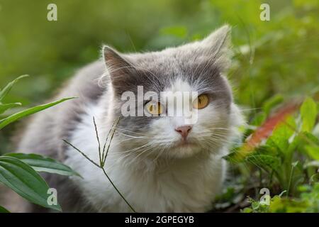 Joli chat mignon est assis sur la nature. Chaton assis dans des fleurs.Jeune chat dans l'herbe Banque D'Images