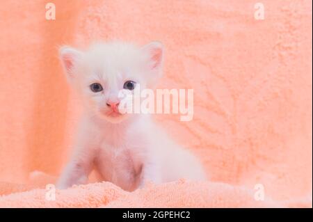 Un joli chaton dans un tas de chiffons Banque D'Images