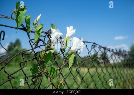 Plante d'escalade avec de belles fleurs blanches sur une vieille clôture en maille rouillée sur le fond de ciel bleu et de verdure. Banque D'Images
