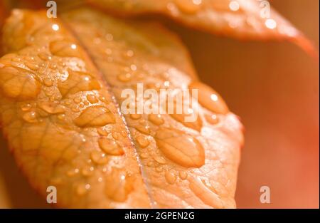 La pluie tombe sur une feuille orange en automne. Concept lumière dorée Banque D'Images