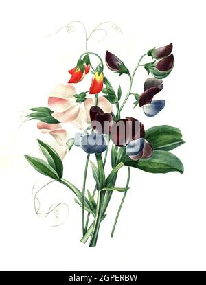 Duftende Platterbse, Lathyrus odoratus / pois doux, Lathyrus odoratus, Digital aufbereitete Reproduktion einer Aquarellzeichnung aus dem Jahre 1827, von P.J.Redoue, Kupfertafel / reproduction numérique d'un dessin d'aquarelle de 1827, par P.J. Redoue, plaque de cuivre, Originaldatum unbekannt Banque D'Images