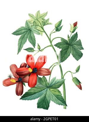 Lavatera phoenicea, Hisbiskus / Hibiscus, Digital aufbereitete Reproduktion einer Aquarellzeichnung aus dem Jahre 1827, von P.J.Redoue, Kupfertafel / reproduction d'un dessin d'aquarelle de 1827, par P.J. Redoue, plaque de cuivre, Originaldatum unbekannt Banque D'Images