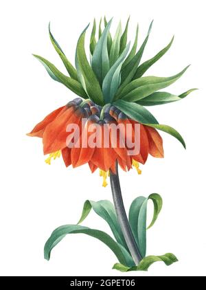 Kaiserkrone, Fritilaria Aquaalis, eine Pflanzenart aus der Gattung der Fritilaria in der Familie der Liliengewächse / Fritilaria imperalis, la couronne, la couronne impériale ou la couronne de Kaiser, est une espèce de plante à fleurs de la famille des Liliengewächis, Digital aufitete Retreklete, 1827. Kupfertafel / reproduction numérique d'un dessin aquarelle de 1827, par P.J. Redoue, plaque de cuivre, Originaldatum unbekannt Banque D'Images