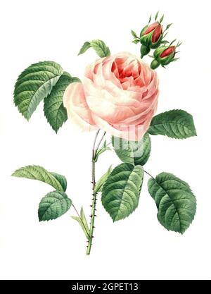 Rosa × centifolia, hundertblättrig, auch Zentifolie, ist eine Rosengruppe mit gefüllten Blüten, die zu den alten Rosen zählt / Rosa × centifolia, la rose de Provence, la rose de chou ou la rose de Mai, est une rose hybride développée par les éleveurs hollandais entre le XVIIe siècle et le XIXe siècle, Digital aufbereitete Reproduktion einer Aquarellzeichnung aus dem Jahre 1827, von P.J.Redoue, Kupfertafel / reproduction d'un dessin d'aquarelle réalisé en 1827, par P.J. Redoue, plaque de cuivre, Originaldatum unbekannt Banque D'Images