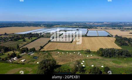Polytunnels et culture de fruits à Quaives Farm, Wickhambreax, Kent Banque D'Images